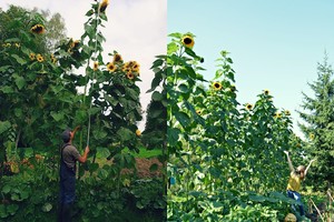 Pasėjusi saulėgrąžas anykštietė tokio rezultato nesitikėjo