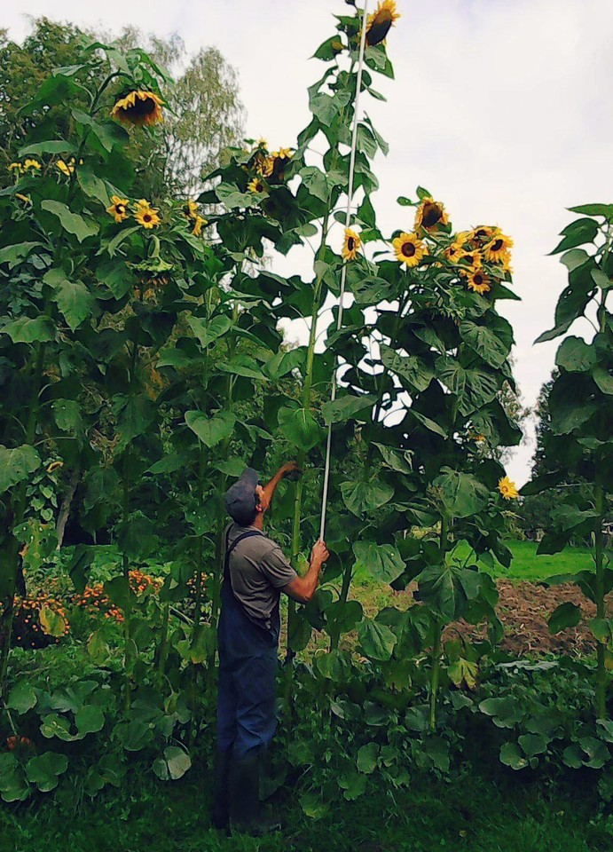 Saulėgrąžas užauginęs ūkininkas matuoja jų dydį.<br>A.Masevičiūtės nuotr.