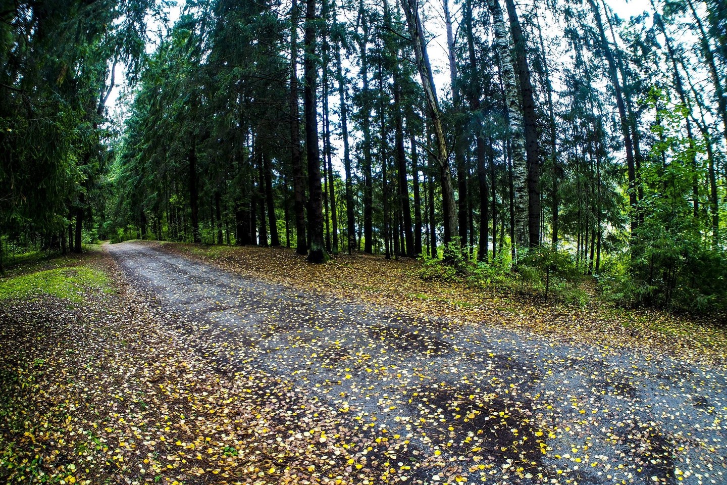 Panevėžio rajono miške įvyko skaudi nelaimė – per medžioklę vyras pamanė, jog šovė į briedį, bet pataikė savo kolegai į veidą.