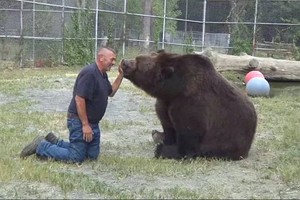 Neįprasta meškos ir vyro meilė: drąsuolis jai leido ėsti iš burnos