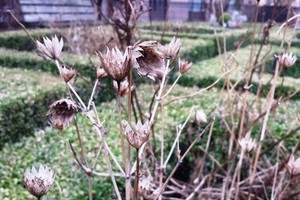 Atsipūskite: šių daugiamečių augalų nereikia kirpti prieš žiemą