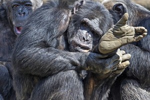 Kariauja ne tik žmonės, bet ir šimpanzės