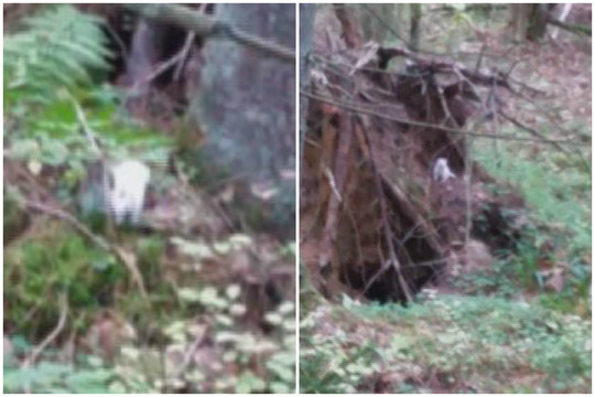 Miške prie Ukmergės vaikščiojusi moteris nustėro: kas čia toks?