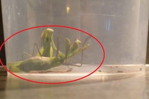 Vilnietės radinys prie namų: žali gyviai skleidė keistus garsus