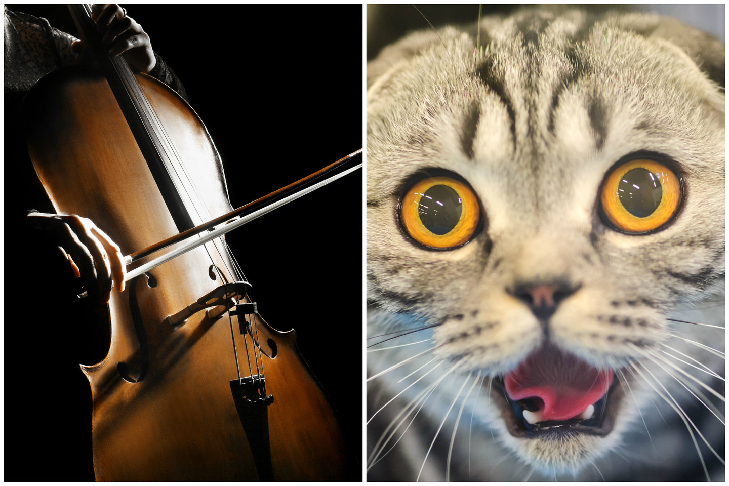 Išgirdusios muziką, katės liko patenkintos.<br>123rf nuotr.