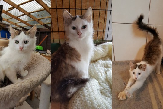 Baisumus patyręs kačiukas tapo murkimo čempionu