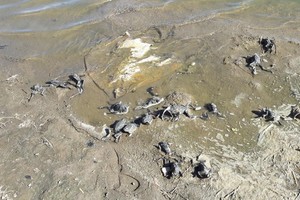Nemalonus radinys upėje pašiurpino gyventojus