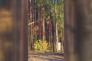 Lietuvis nustebo pamatęs, kas miške sukėlė triukšmą