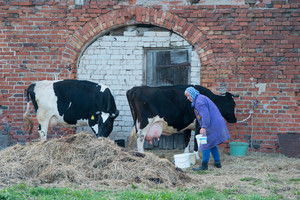 R. Karpavičius: „pieno rinkos ateitį lems ir naftos kaina“