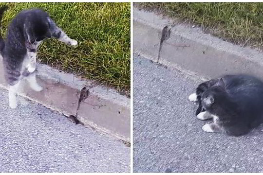 Katino ir pelės kova – kaip iš animacinio filmuko „Tom and Jerry“