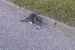 Katino ir pelės kova – kaip iš filmuko „Tom and Jerry“