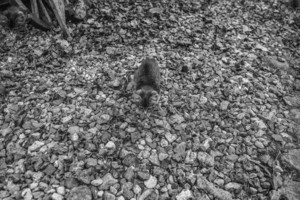 Pastabumo testas: nuotraukoje suraskite 12 kačiukų