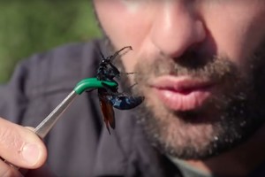 Beprotiškas vyro poelgis su dykumų vapsva: to daugiau nekartotų