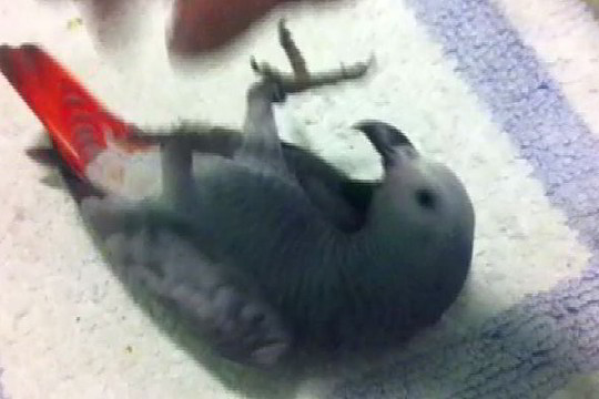 Linskma žiūrovės augintinė – pilkoji Žako papūga