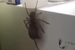 Į virtuvę žengęs vyras liko be žado: ant šaldytuvo – kraupus radinys