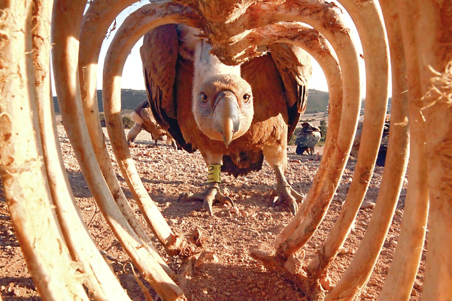 Palšasis grifas ieško maisto likučių ant žinduolio skeleto. Tai – prizininko Jonathano Diazo Marbos kadras.