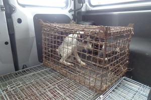 Gyvas radinys narve šokiravo pareigūnus: to išvysti nesitikėjo