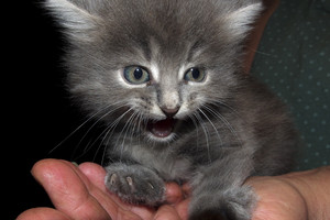 Nieko sau: „Uber“ rengia akciją, per kurią mašinoje murks katės