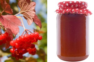 Putinų uogų tyrėmis dzūkė ginasi nuo šimto ligų