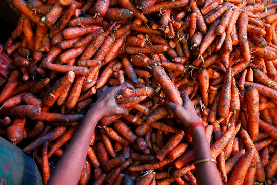 Taivane 300 tonų morkų sukaupęs spekuliantas sulaukė atpildo