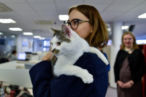 Ar norėtumėte darbe glostyti kates? Pagaliau tai įmanoma!