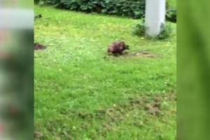 Paukščio dėmesį patraukė duobė dėl neįtikėtinos priežasties