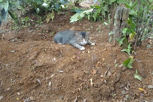 Ištikima katė neįstengė atsiplėšti nuo mirusios šeimininkės kapo