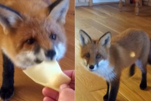 Lietuvis prisijaukino lapę: elgiasi tarsi šuo