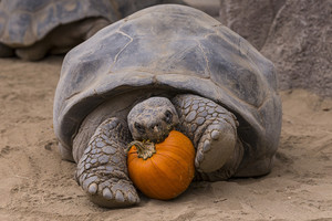 Šis vėžlys taip pasismagino, kad išgelbėjo visą savo rūšį