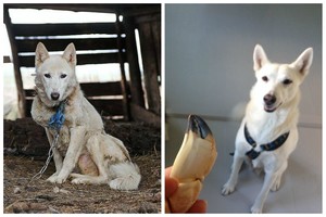 Šuniška Pelenės istorija: iš lietuviškos prieglaudos – į norvegišką rojų