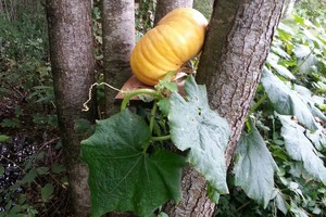 Alytaus rajone moliūgo vaisius užsimezgė originalioje vietoje