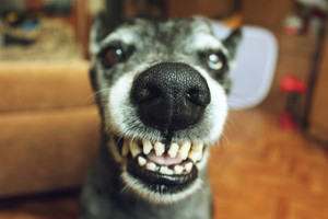 Nustebsite sužinoję, kurių veislių šunys žmonėms įkanda dažniausiai