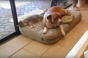 Drąsus pitbulis išgelbėjo drauge gyvenančiai katei gyvybę