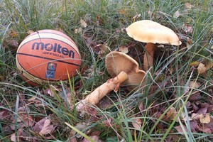 Vyro namų kieme kaip pasiutę veša milžiniški grybai