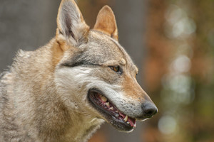 Brangiausi pasaulyje šunys. Gal ir jūs tokį laikote?