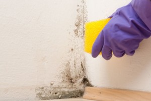 Pelėsis – daugiabučio bute? Įsidėmėkite, ką pirmiausia privalote atlikti