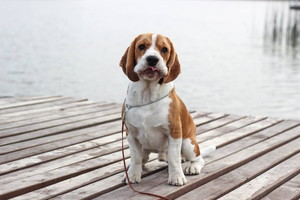 Svajonių šuo: visa tiesa apie žmonių numylėtinius – biglius