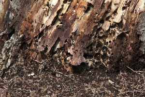 Mitas sugriautas: dauguma skruzdėlių – tinginės