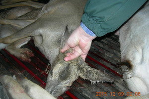 Teismas nusprendė: medžiotojai be leidimo – ne brakonieriai