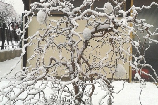 Puoškite savo kiemą augalu, kuris gražiausias, kai numeta lapus