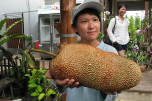 Po atostogų Tailando rojuje – lemtingas sprendimas