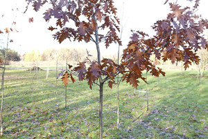 Kalniečiuose šlama jaunas ąžuolynas