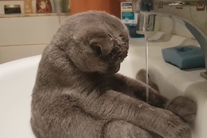 Katės reakcija į vandenį prajuokino šeimininką – taip elgtis nebūdinga