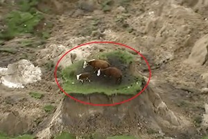 Po žemės drebėjimo trys karvės liko stovėti ant žolės lopinėlio