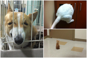 Juokas iki skausmo: kai į veterinarijos kliniką patenka augintiniai