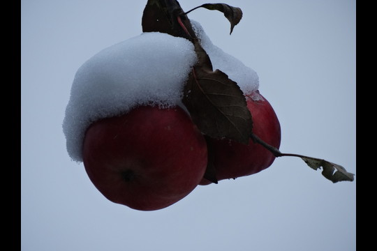 Savaitgalį Varėnos rajone sniegas nespėjo nutirpti.<br>A.Karaliūno nuotr.