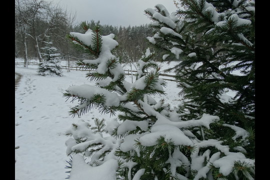 Savaitgalį Varėnos rajone sniegas nespėjo nutirpti.<br>A.Karaliūno nuotr.