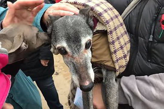 Paskutinis šuns pasivaikščiojimas sugraudins: atsisveikinti suplūdo minios