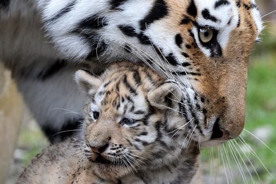 Sibiro tigrė savo jauniklius parodė sukandusi juos aštriais dantimis