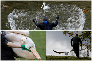 Iššūkis zoologijos sodo darbuotojams: pagauk pelikaną, jei gali